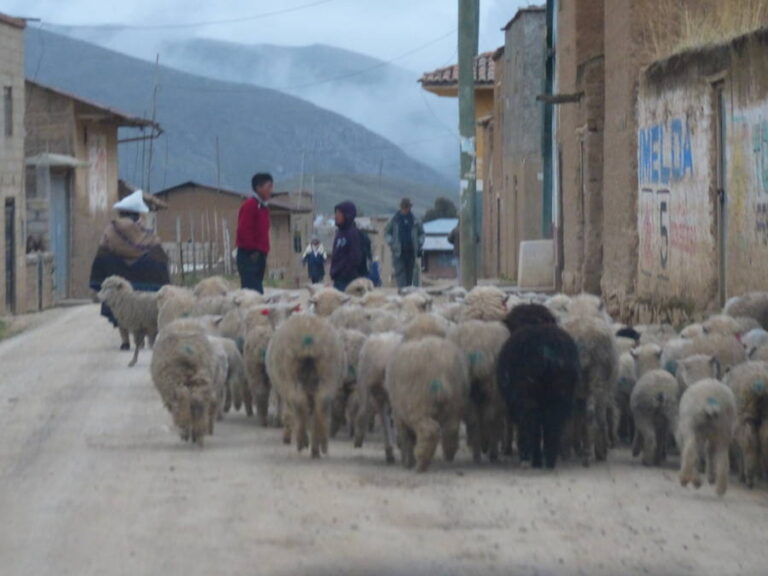 sanpedrodecajas009